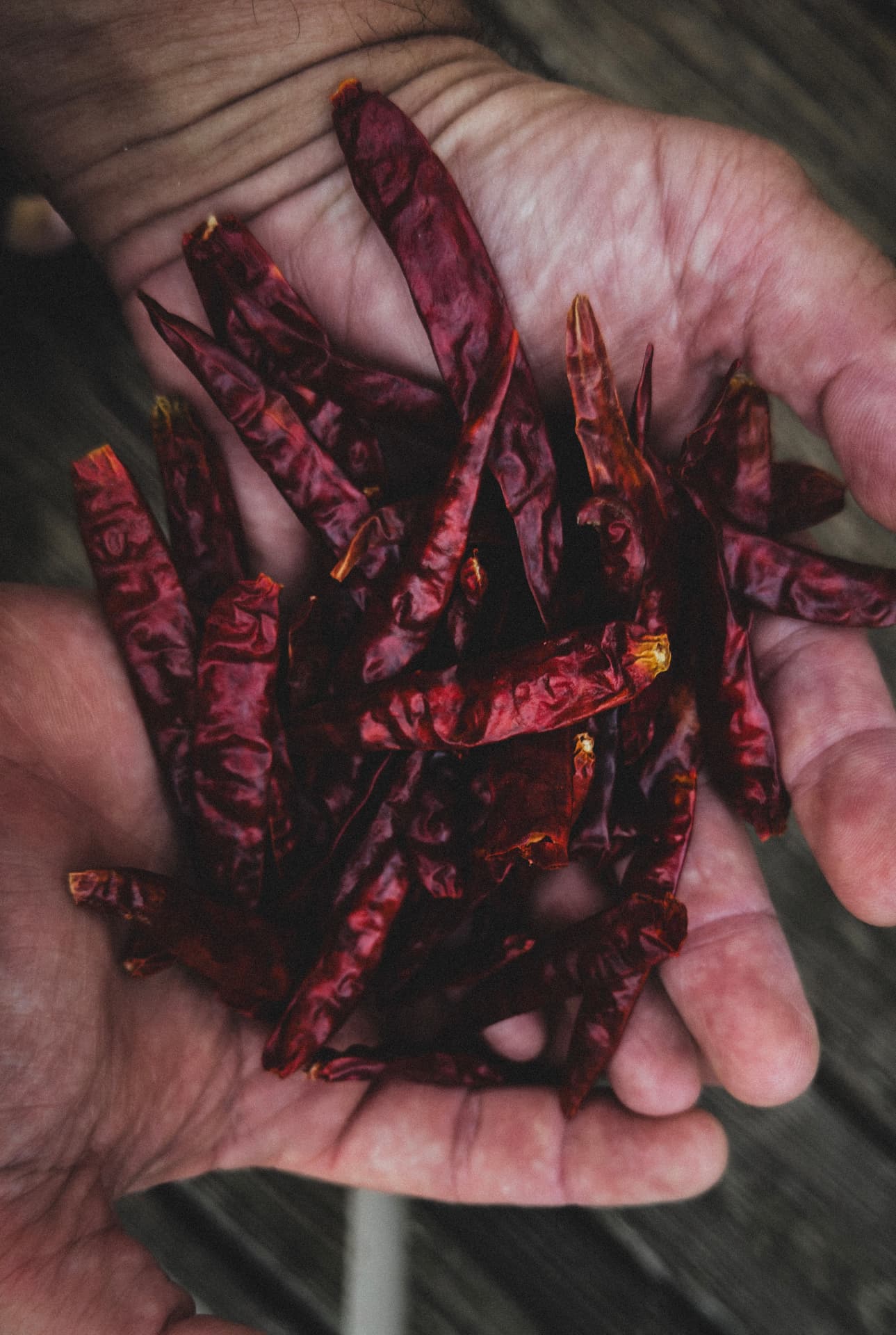 Hands holding dried chile de árbol peppers