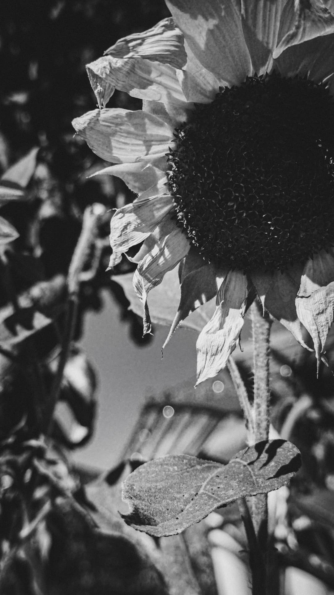 Black and white close-up of a sunflower with a dark center and drooping petals